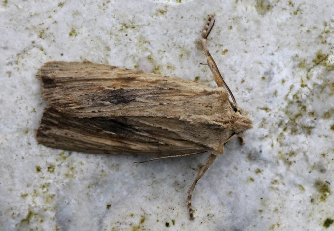 Pale Pinion