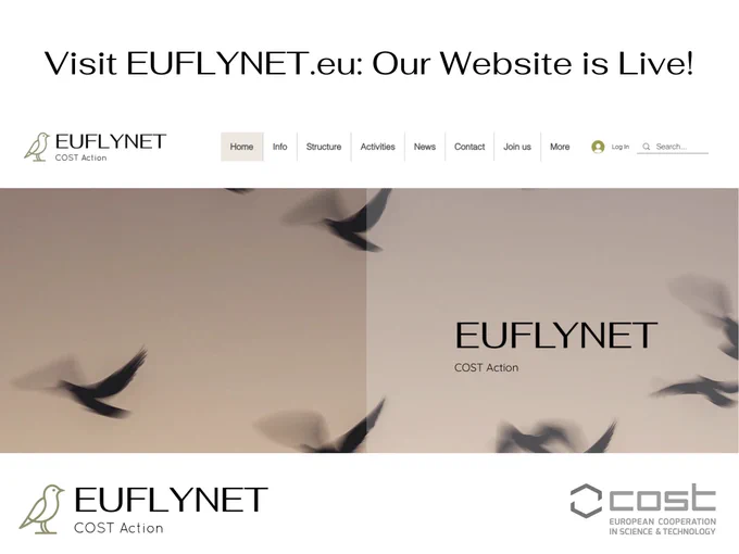 A promotional graphic for EUFLYNET's website launch. At the top, the text reads 'Visit EUFLYNET.eu: Our Website is Live!' Below is a partial screenshot of the website's homepage featuring the EUFLYNET logo, alongside the navigation menu with tabs for Home, Info, Structure, Activities, News, Contact, Join us, and more. In the background, there are blurred silhouettes of birds in flight, conveying the theme of bird conservation. The COST Action logo is present, indicating EUFLYNET's collaboration within the European Cooperation in Science & Technology framework.