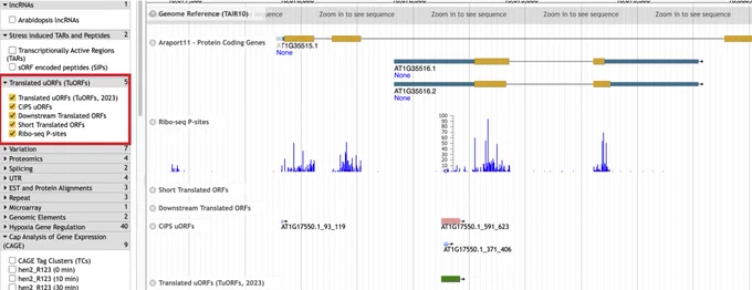Please select the tracks in the red box for all Ribo-seq results, including newly identified ORFs and Ribo-seq read counts. The y-axis of the Ribo-seq read counts indicates the total counts (1st position of P-sites) mapped to each nucleotide. Please see our paper (https://academic.oup.com/plcell/article/36/3/510/7449574) for details. The colors of the Ribo-seq read track indicate the strandness. Blue reads mean they mapped to the positive strand, and Red reads mean they mapped to the negative strand.