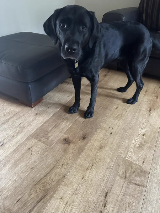 The picture shows a black Labrador dog standing on a wooden floor. The dog is looking directly at the camera with a focused expression. It has a shiny black coat and a collar with a tag around its neck. Behind the dog, there is a dark brown leather ottoman and part of a matching sofa can be seen to the right. The room appears to be well-lit with natural light.