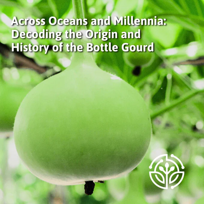 A close up of a bottle gourd with the text "Across Oceans and Millennia: Decoding the Origin and History of the Bottle Gourd"