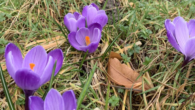 six bright purple crocuses with orange stamens amongst short grass with a dry brown leaf on the right