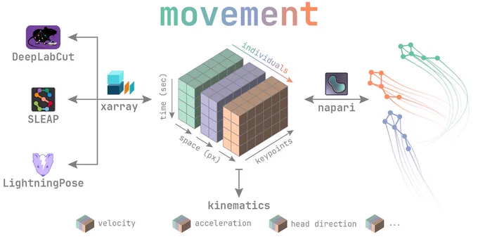A schematic of the movement Python package, showing inputs from major pose estimation tools, representation of data with xarray, plotting with napari and kinematic calculations. 