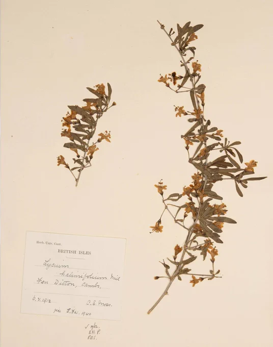 A photo of a herbarium specimen of Lycium halimifolium showing a plant and a label