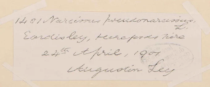 A photo of a herbarium specimen of a herbarium specimen label for a Narcissus pseudonarcissus specimen from Herefordshire