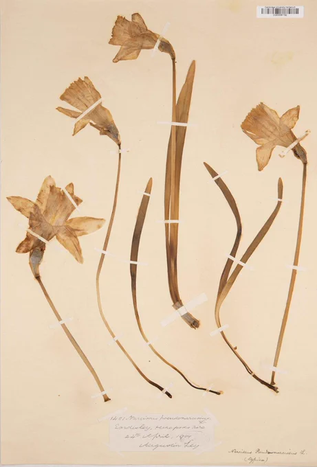 A photo of a herbarium specimen of Narcissus pseudonarcissus from Herefordshire including flowers, leaves and a label.