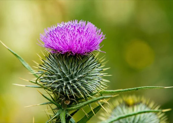 Green spiky thistle, bright purple flower.