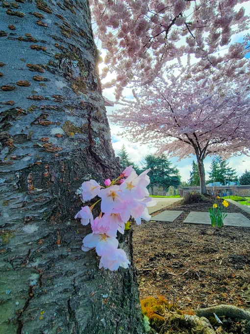 A small cluster of pink cherry blossoms growing from the tree's trunk. Another tree in full blossom and yellow daffodils in the background. 