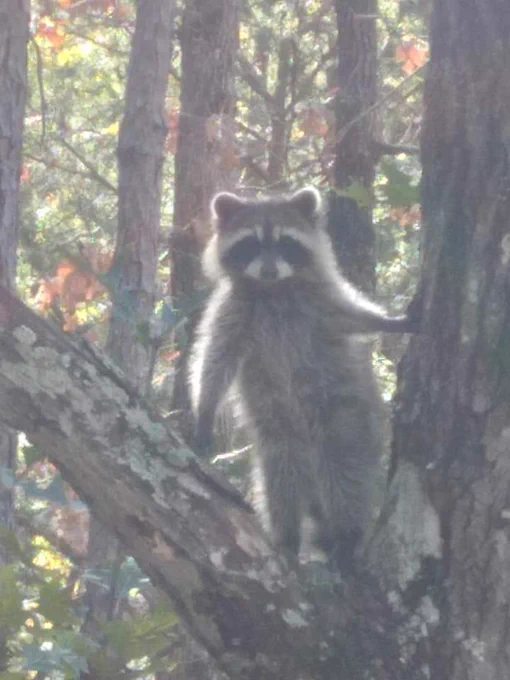 a young raccoon stands high in the split of a tree on its hind legs. The image is a little fuzzy, like the animal is far away - but still watching the photographer most intently. it's giving  edward in the first twilight movie.  This photo was taken by Wesley Smith.  