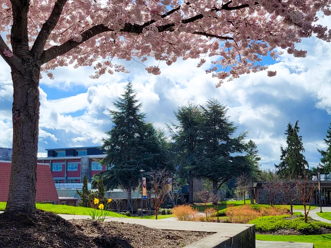 Branch with cherry blossoms above daffodils and Building 16 in the background. 