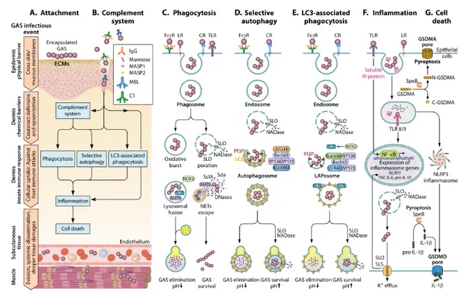 Overview of GAS evasion strategies against host innate immune responses. 