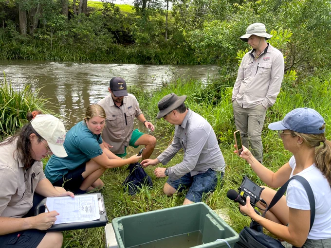 5 scientists on a riverbank weigh a fish, while a journalist records the survey. 

Dr Sydney Collett (BMRG), Caitlin Jones (Mary River Catchment Coordinating Committee), Dr David Sternberg (BMRG), Prof Mark Kennard and Josh Whiley (GU) weighing a bagged Australian lungfish, while being recorded by Stephanie Smail (ABC Radio National). Image: Keira McGrath. 