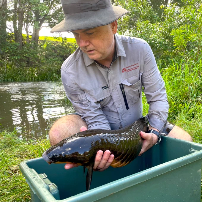 A scientists holds a large Australian Lungfish by a riverbank. 

Prof Mark Kennard (GU/NESP) inspecting an Australian lungfish on Obi Obi Creek. Image: Keira McGrath. 