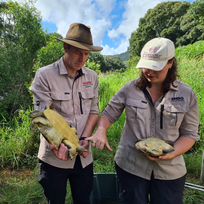 Two scientists on a riverbank hold two freshwater turtles upside down, to look at the bottom of their shells. 

Dr Luke Carpenter-Bundhoo (Griffith University/NESP) and Dr Sydney Collett (Burnett Mary Regional Group) inspect an adult female Mary River turtle. Image: Kaitlyn Houghton (DESI) 