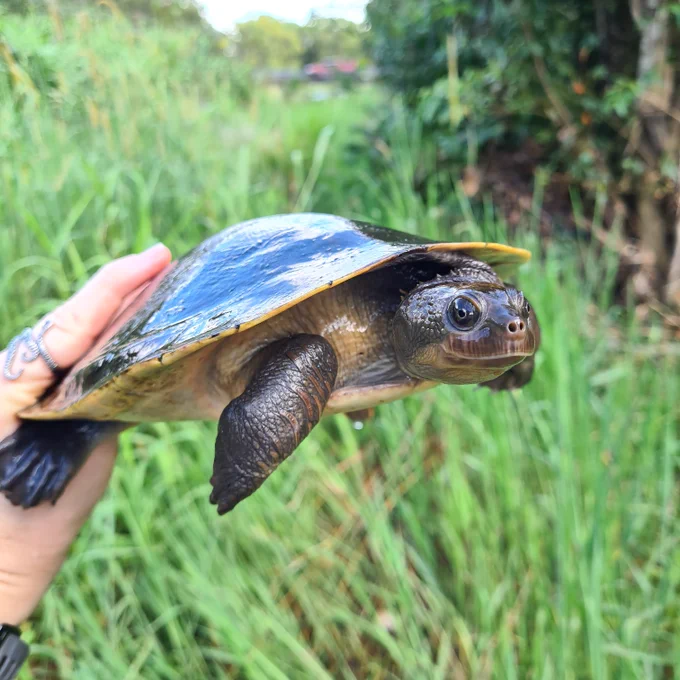 A young Mary River turtle. Image: Kaitlyn Houghton (DESI) 