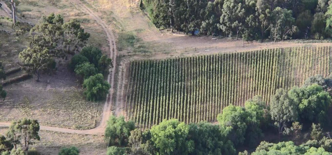 Image of tobacco crops in a field.