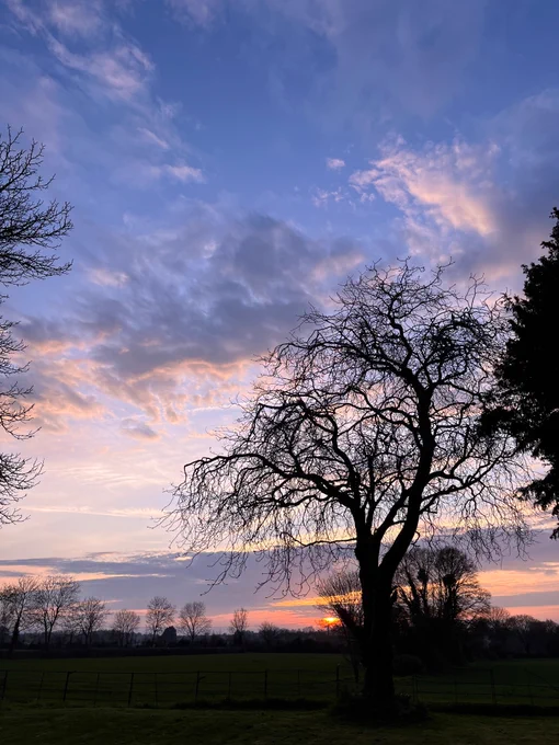 A blue, pink and orange sunset is stalking across the sky - with a big tree shadowed in the foreground and lots of fluffy clouds. 