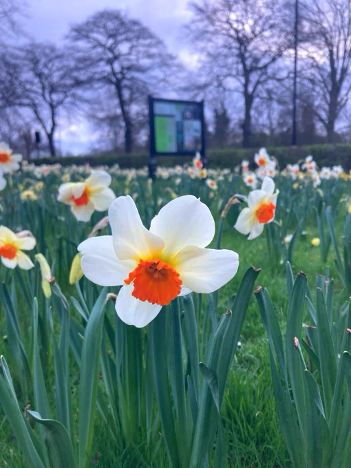 Daffodils blooming in Kensington Gardens. Trees with no leaves and an information board can be seen behind. 