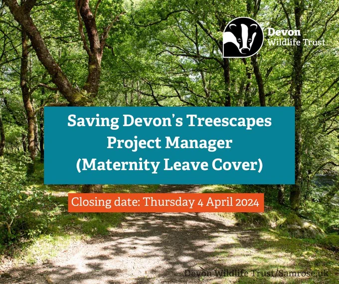 Trees along a path with block of text 'Saving Devon's Treescapes Project Manager (Maternity Leave Cover), Closing date Thursday 4 April 2024'