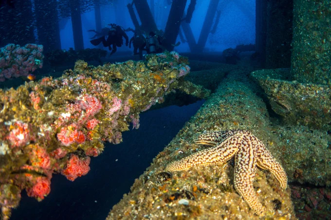 Biodiversity and ecosystem service associated with  decommissioned offshore marine structures.

Photo Credit: Adobe Stock 128937896.