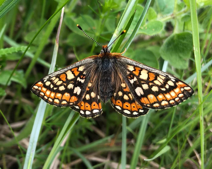 Marsh Fritillary butterfly by Dan Hoare/Butterfly Conservation