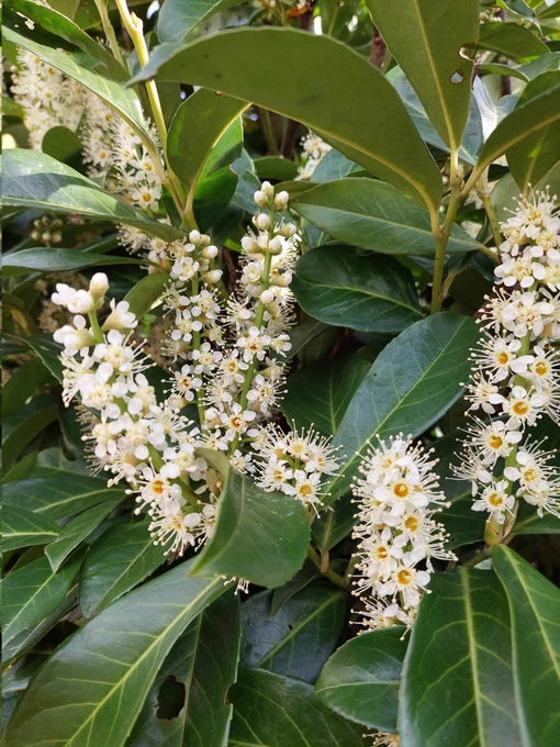 Spring flowers 