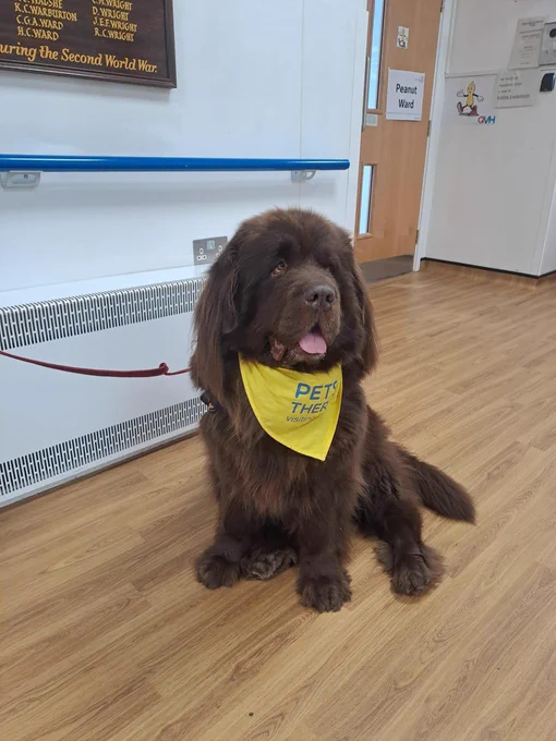 A photo of the gorgeous Boo - a chocolate brown doggy with a yellow bandana. They’re sitting just outside our wards ready for their next assignment.