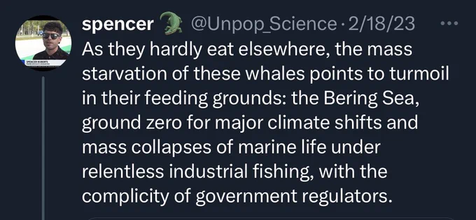 spencer @Unpop Science: 2/18/23
As they hardly eat elsewhere, the mass starvation of these whales points to turmoil in their feeding grounds: the Bering Sea, ground zero for major climate shifts and mass collapses of marine life under relentless industrial fishing, with the complicity of government regulators.