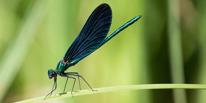 Banded demoiselle damselfly