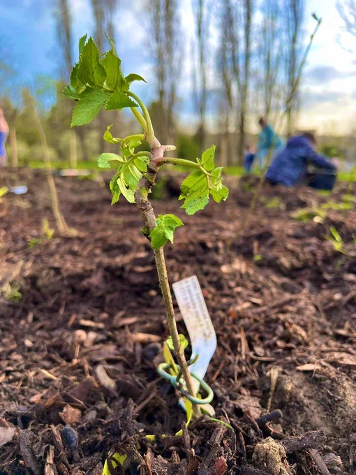 One of 600 saplings being planted in the new #TinyForest at Forster Memorial Park