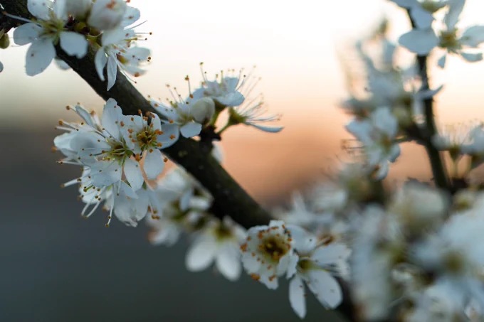 Close up of blackthorn blossom - creamy-coloured flowers with five petals.