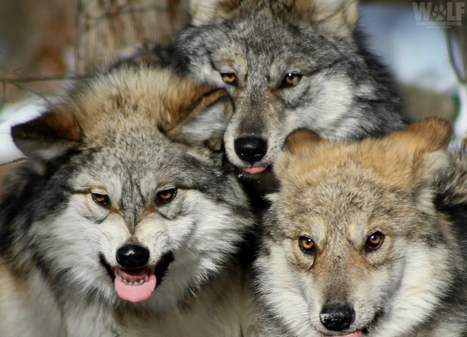 Three Mexican gray wolves sticking out their tongues 