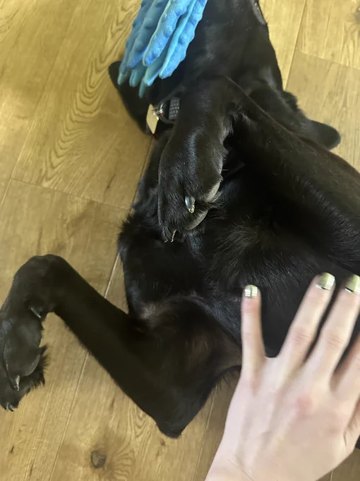 The picture shows a black dog lying on its back on a wooden floor. The dog's belly is exposed, and it appears to be enjoying a belly rub from a person whose hand is visible in the photo. The person's hand is pale with nails that have a metallic polish. The dog looks relaxed and comfortable. There is a blue toy visible in the top left corner.  The dog has a shiny coat and seems well-cared for.