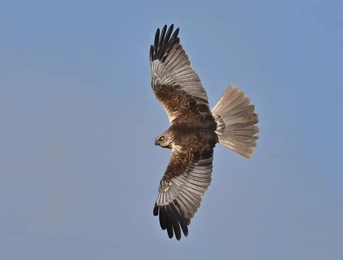 Marsh Harrier at Far Ings by Niels Jenson