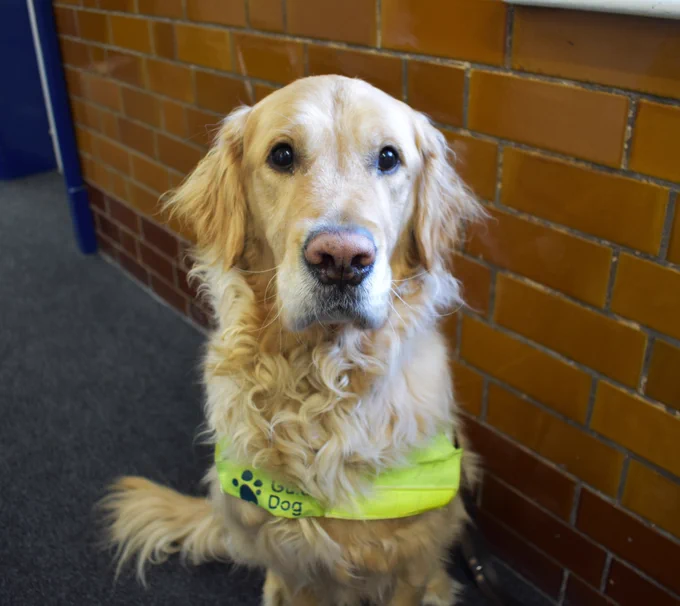 Image of guide dog Pyrgo