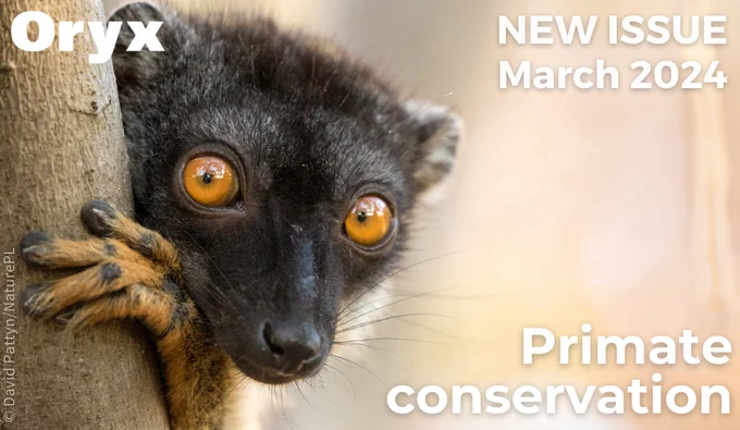 A brown lemur clinging to a tree, with the text ‘New issue, primate conservation.