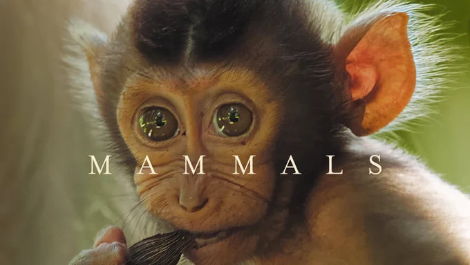 A baby pig-tailed macaque watches on as it's family hunts for food. Text on the image reads: "Mammals"