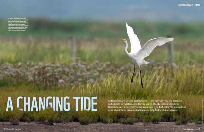 Screengrab of an article entitled A Changing Tide with a photo of an egret on a saltmarsh