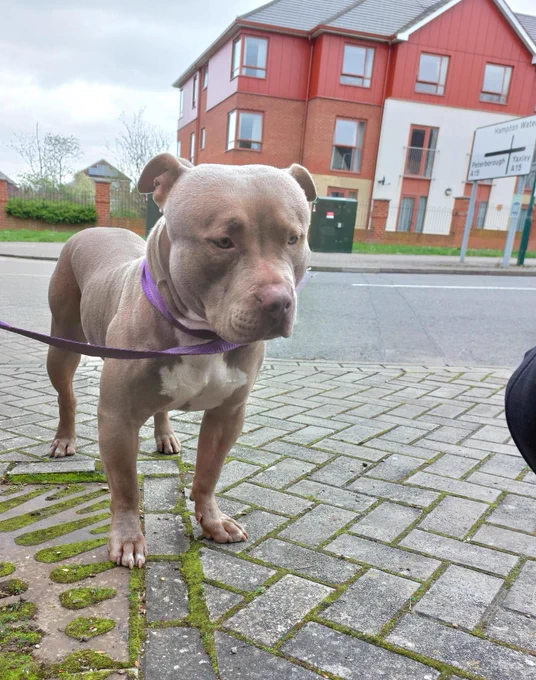 Light grey dog on a purple lead in a residential street