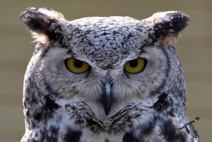 Close up portrait photo of a grey owl staring directly into the camera lens with its yellow eyes.