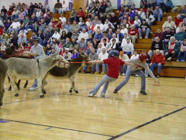 donkey