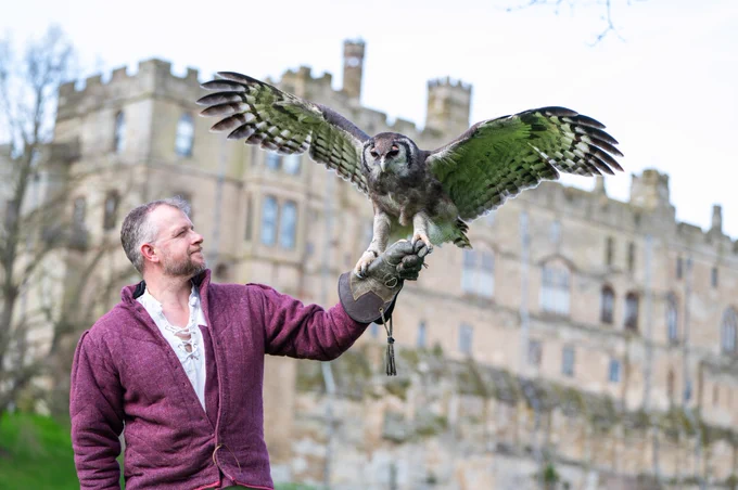 Ernie the owl with wings spread in front of Warwick Castle