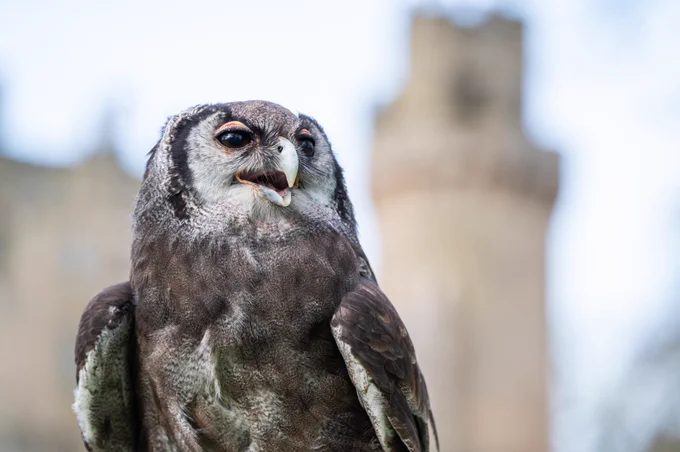 Ernie the owl in front of Warwick Castle