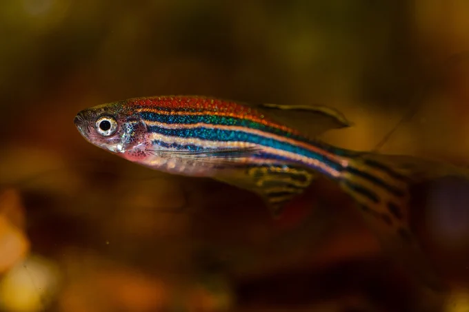 Image of a zebrafish