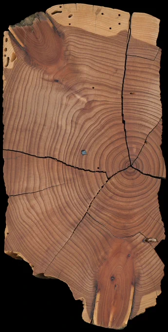 Polished Juniper cross section with alternate bands of light and dark tree-rings.