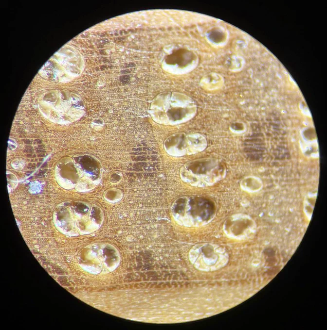 Large round vessels of oak under a microscope.