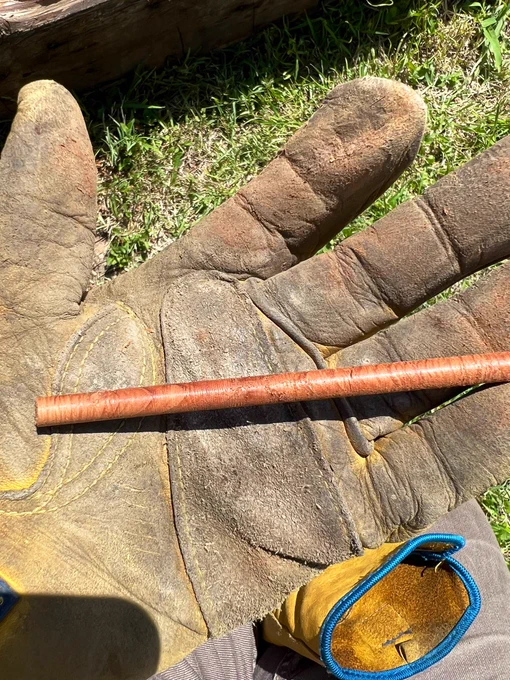 Gloved hand holding a reddish cylinder core of Juniper.