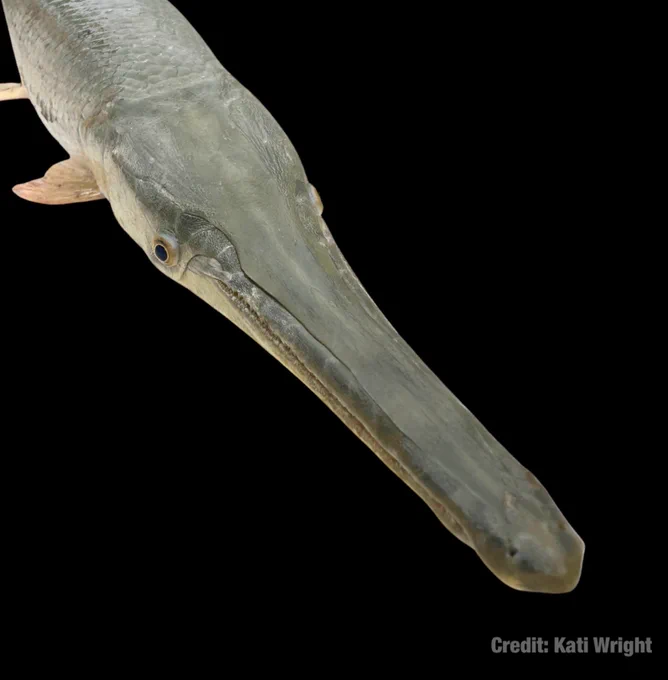 Photo of an Alligator Gar x Longnose Gar hybrid features the prominent snout of a gar, longer/narrower than an Alligator Gar, but shorter/broader than a Longnose Gar. 
This fish was tagged and released during fieldwork by GarLab and Texas Parks & Wildlife. 
Photo Credit: Kati Wright