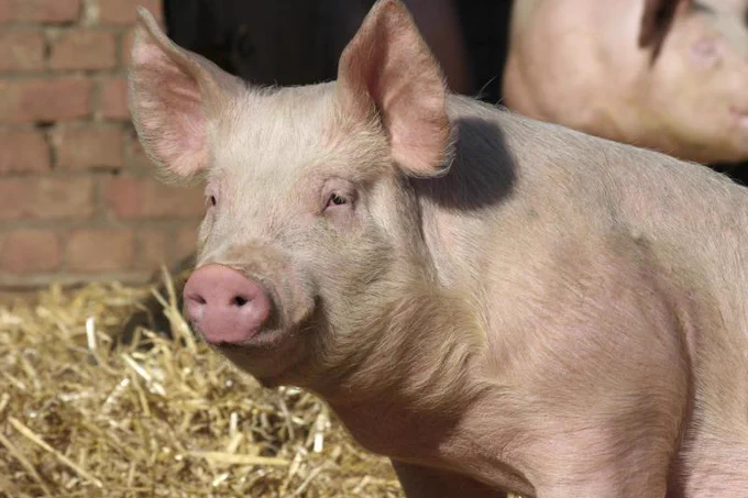 A large pink pink on straw