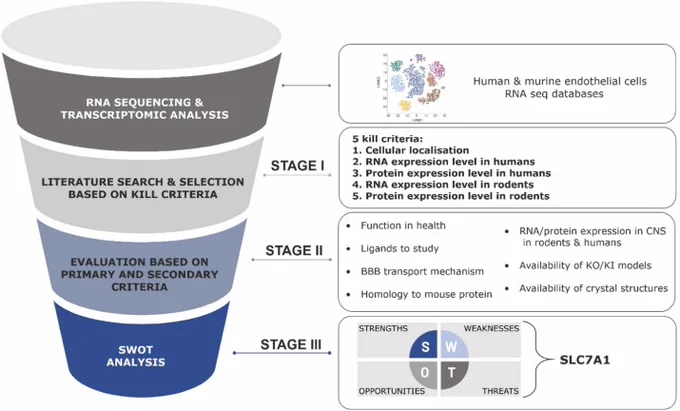 Established workflow on prioritization and selection of potential novel BBB transport targets. A three-staged criteria panel was created to facilitate the screening of new targets enriched in single-nucleus RNA-seq of human brain microvascular endothelial cells. A score of 0, 5 or 10 points was assigned for each criterion. Candidates with the highest score were subjected to SWOT analysis for the final assessment. Figure created with BioRender.com.